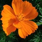 Cosmos sulphureus Flower