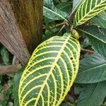 Sanchezia oblonga Leaf