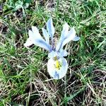 Iris reticulata Flower