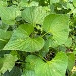Viola pubescens List