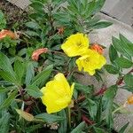 Oenothera macrocarpa Hábitos