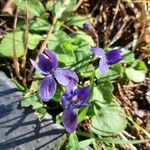 Viola odorata Fleur