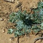 Eryngium triquetrum Vivejo