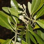Avicennia germinans Flower
