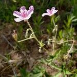 Geranium viscosissimum Blomst