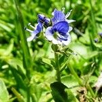 Veronica serpyllifolia Цвят