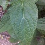 Salvia oxyphora Leaf