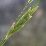 Glyceria notata 花