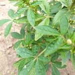 Cleome gynandra Blad