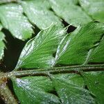 Polystichum transvaalense Leaf