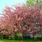 Prunus serrulata Fiore