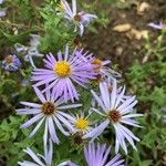 Symphyotrichum oblongifolium 花