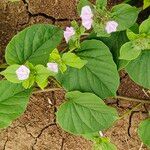 Jacquemontia tamnifolia Blüte