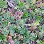 Potentilla verna Yaprak