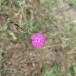 Dianthus deltoidesKukka