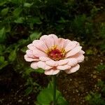 Zinnia elegansKukka