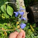 Salvia azurea 花