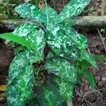 Aglaonema pictum Feuille