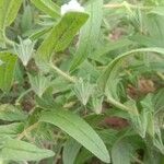 Trichodesma indicum Фрукт