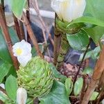 Costus dubius Flower