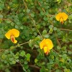 Bossiaea lenticularis