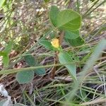 Commelina africana Flower