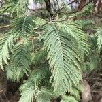 Acacia dealbata Blatt