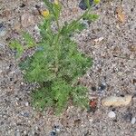 Senecio viscosus Blatt