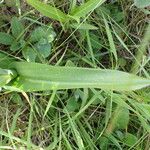 Dactylorhiza majalis Likasa