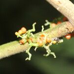 Urera caracasana Kéreg