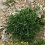 Dianthus furcatus عادت