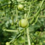 Crambe tataria Frucht