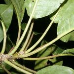 Sapium pachystachys Fruit
