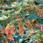 Acer tataricum ফল