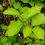 Schisandra chinensis Leaf