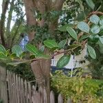 Azara microphylla Hoja