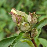 Cistus ladanifer Otro