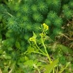 Rorippa palustris Flower
