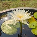 Nymphaea ampla Celota