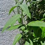 Buddleja globosaBlad