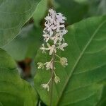 Rivina humilis Flower
