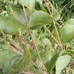 Phoradendron piperoides Ліст
