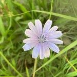 Cichorium endiviaFlower