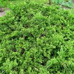 Juniperus sabina Агульны выгляд