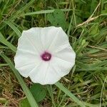 Ipomoea pandurata Blomst