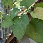 Pterygota brasiliensis 葉