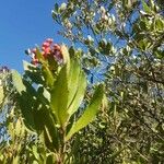 Photinia arbutifolia Leaf