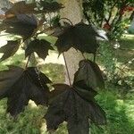 Acer platanoides Leaf