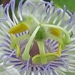 Passiflora foetida Žiedas