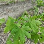 Acer platanoidesList